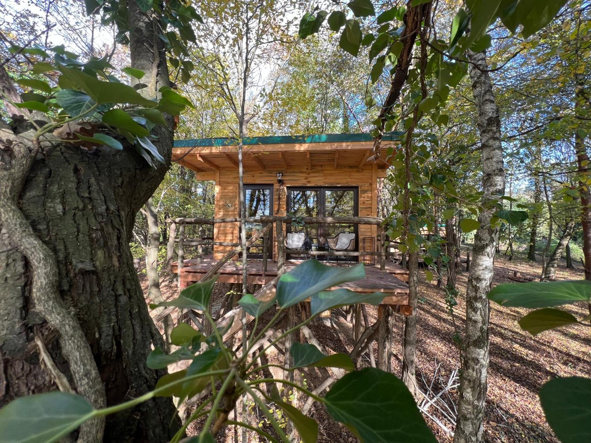 Living Forest