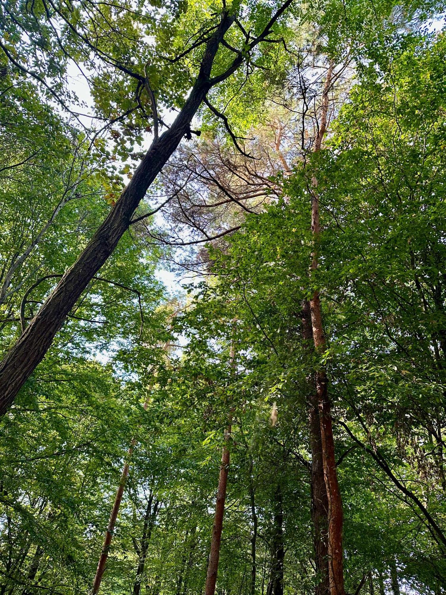 Living Forest Apartamento *