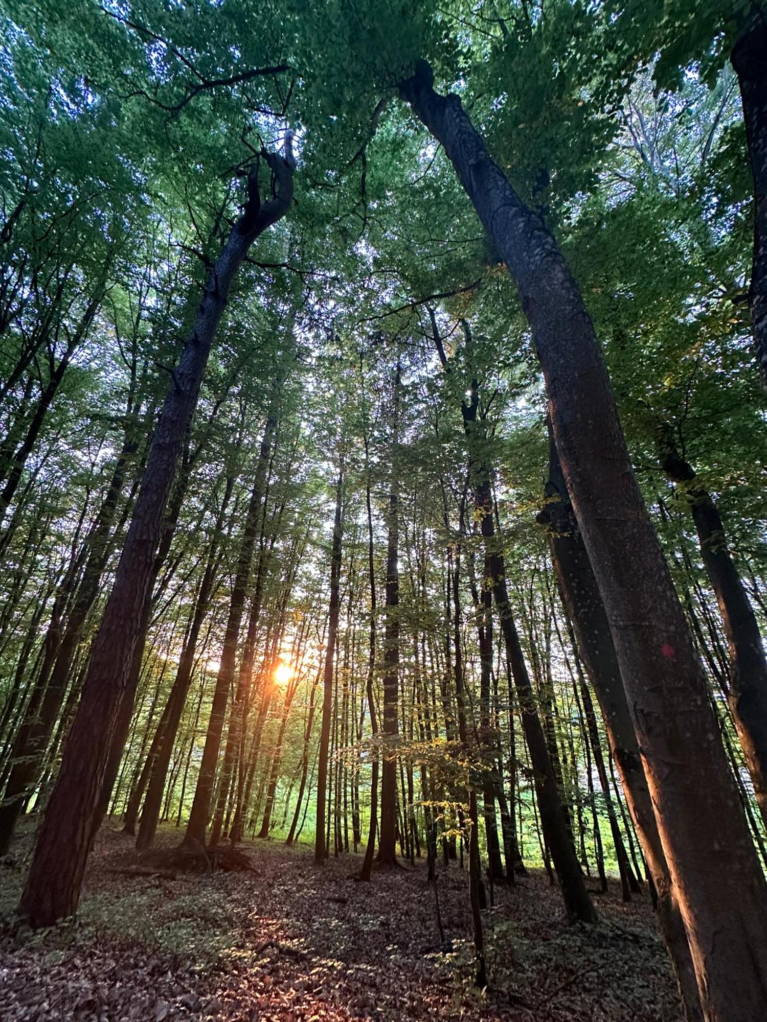 Living Forest Apartamento Moravske Toplice